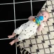 Rágóka/csörgő Opus’s Shake & Soothe™ 0h+ Baby Einstein 13157-6