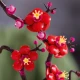 LEGO Botanicals 10369 Japán sárgabarackvirág LEGO Botanicals 10369 Japán sárgabarackvirág