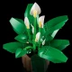 LEGO Botanicals 11504 Vitorlavirág