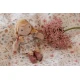 Little Dutch Baba Julia 10 cm
