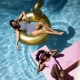 Felfújható Swan Golden 95 cm Swim Essentials - nagy felfújható hattyú a vízbe