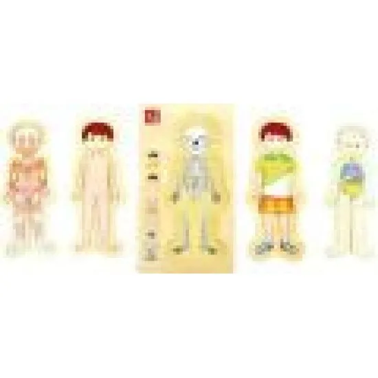 Rejtvény Emberi test Tim