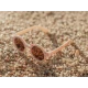 Napszemüveg Dreamy Flower Field
