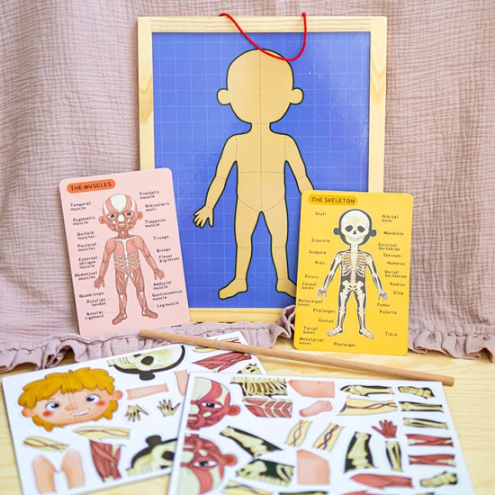  Mágneses puzzle Emberi test gyerekeknek